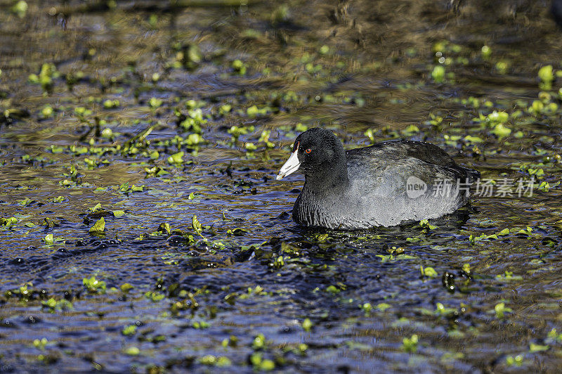 美洲白骨顶(Fulica americana)，也被称为泥鸡或pouldeau，是一种鸟类的家庭拉利科。萨克拉门托国家野生动物保护区，萨克拉门托山谷，加利福尼亚州